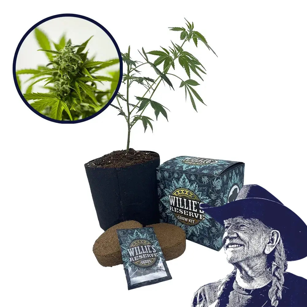 Skunk 1 Strain High Yield Grow Kit