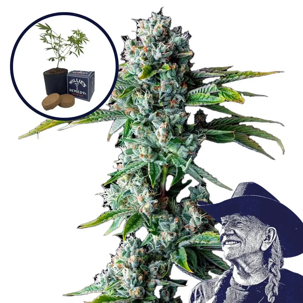 Skywalker OG Grow Kit