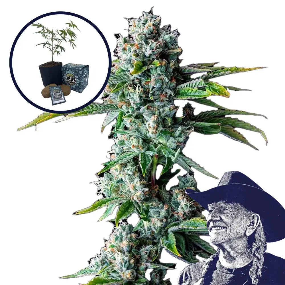 Skywalker OG High Yield Grow Kit