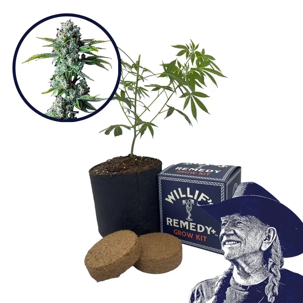 Skywalker OG Strain Grow Kit