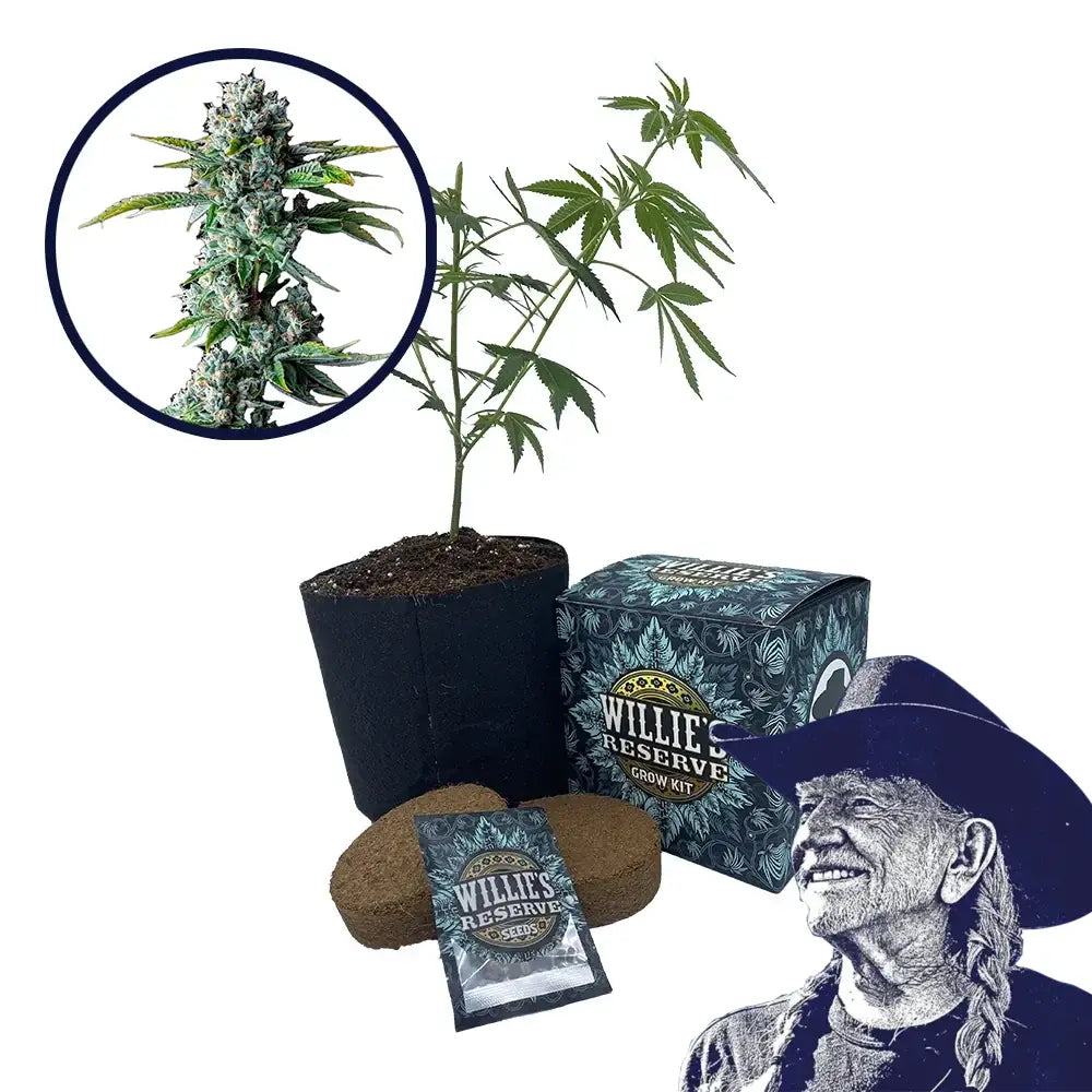 Skywalker OG Strain High Yield Grow Kit