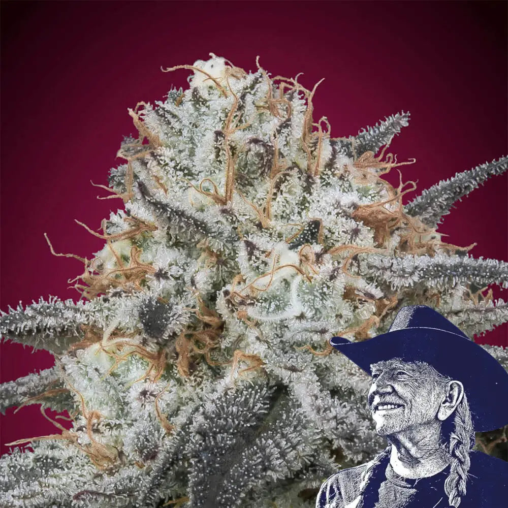 Slurricane Auto