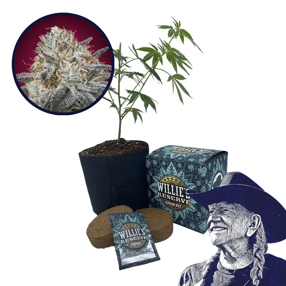 Slurricane Strain High Yield Grow Kit
