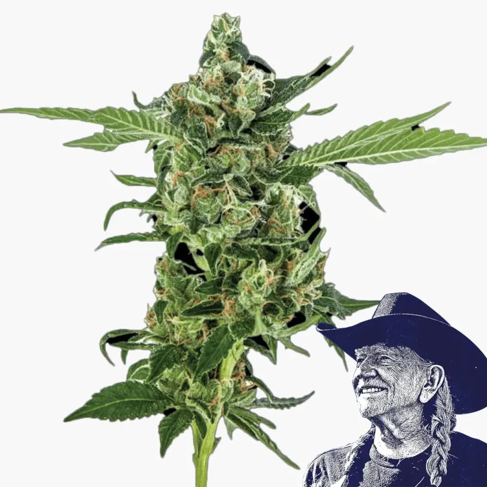 Sour Diesel Auto