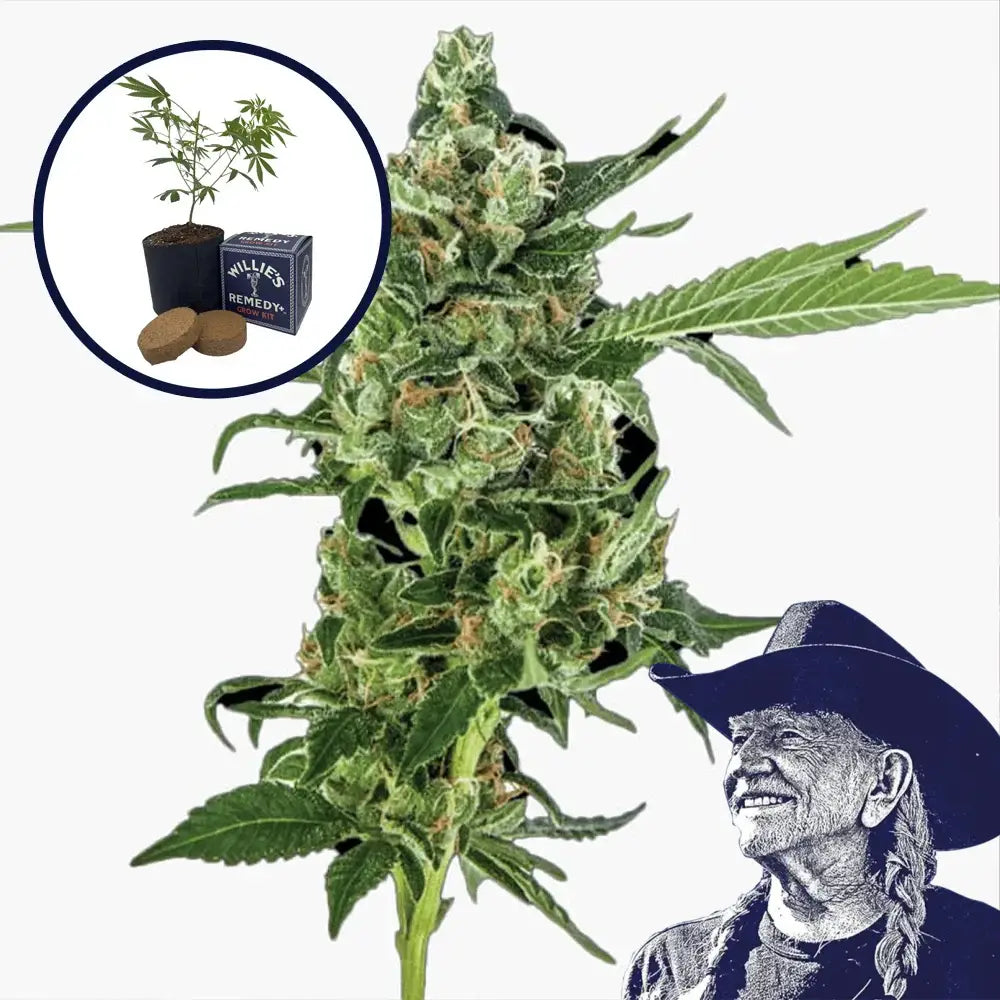 Sour Diesel Grow Kit