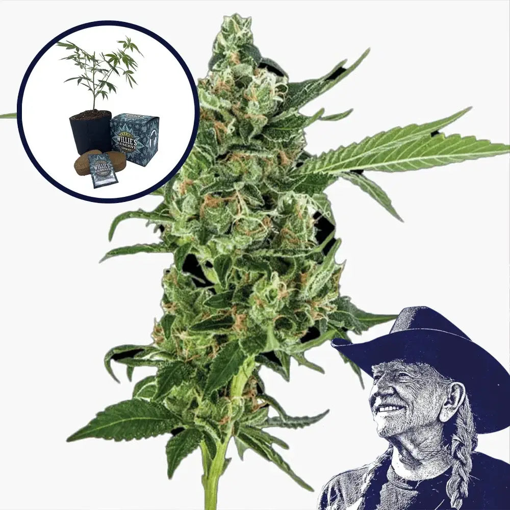 Sour Diesel High Yield Grow Kit