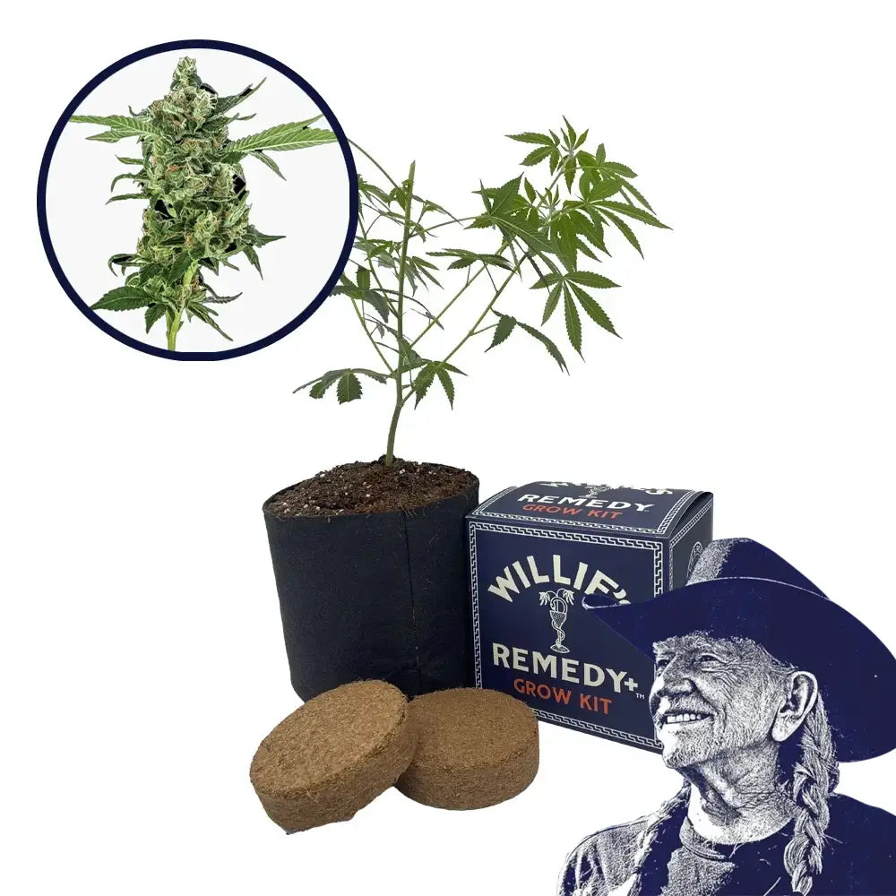 Sour Diesel Strain Grow Kit