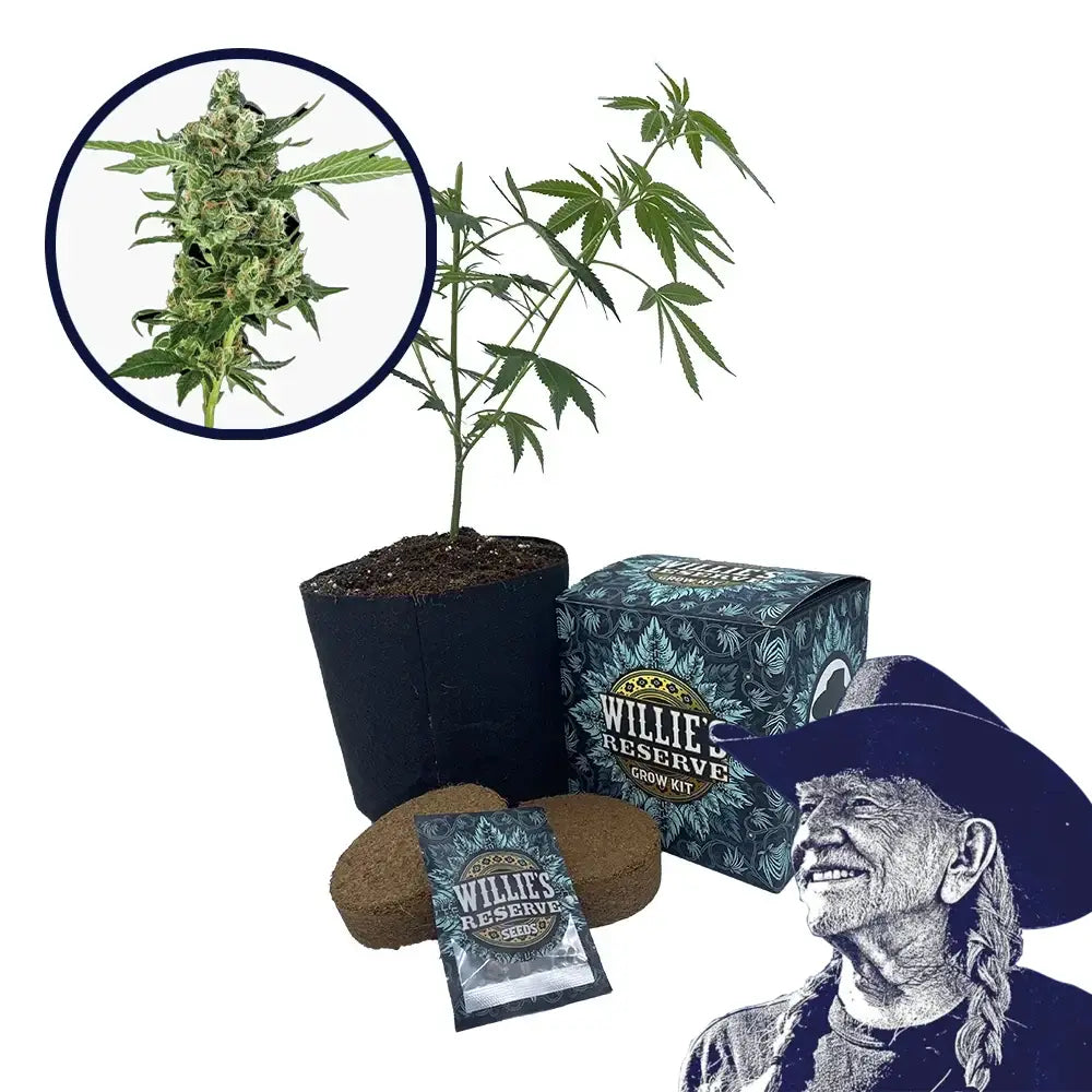 Sour Diesel Strain High Yield Grow Kit