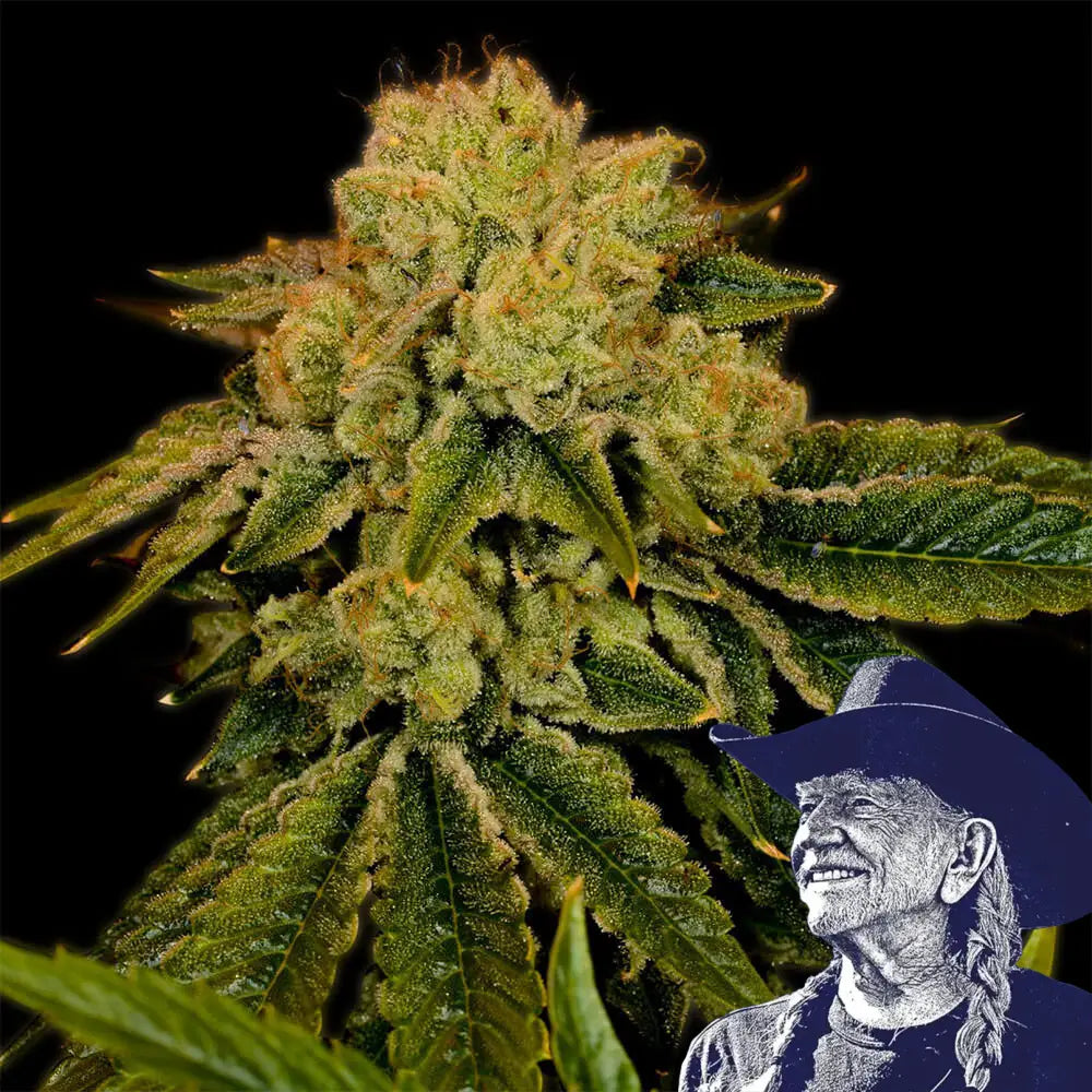 Space Cake Auto
