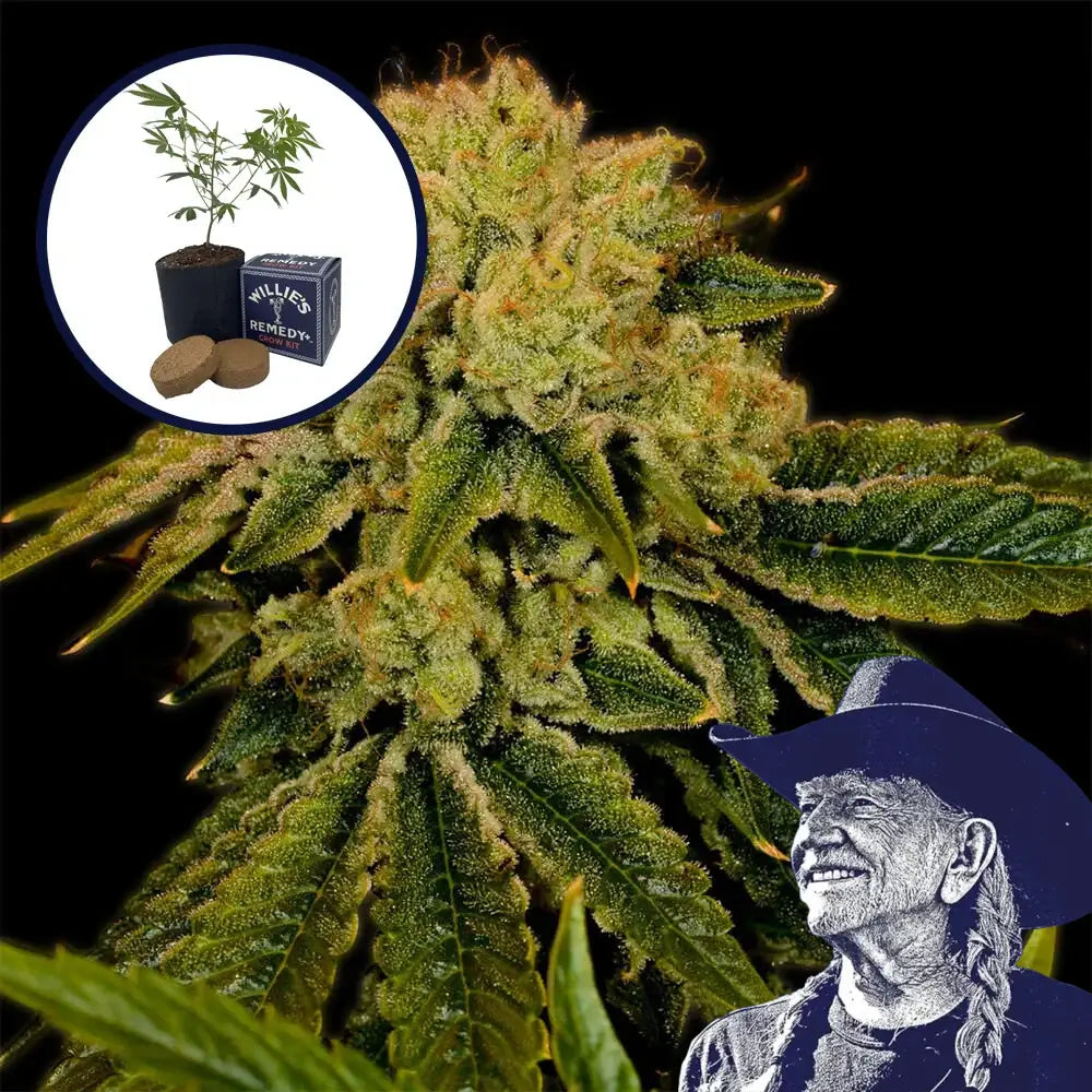 Space Cake Grow Kit