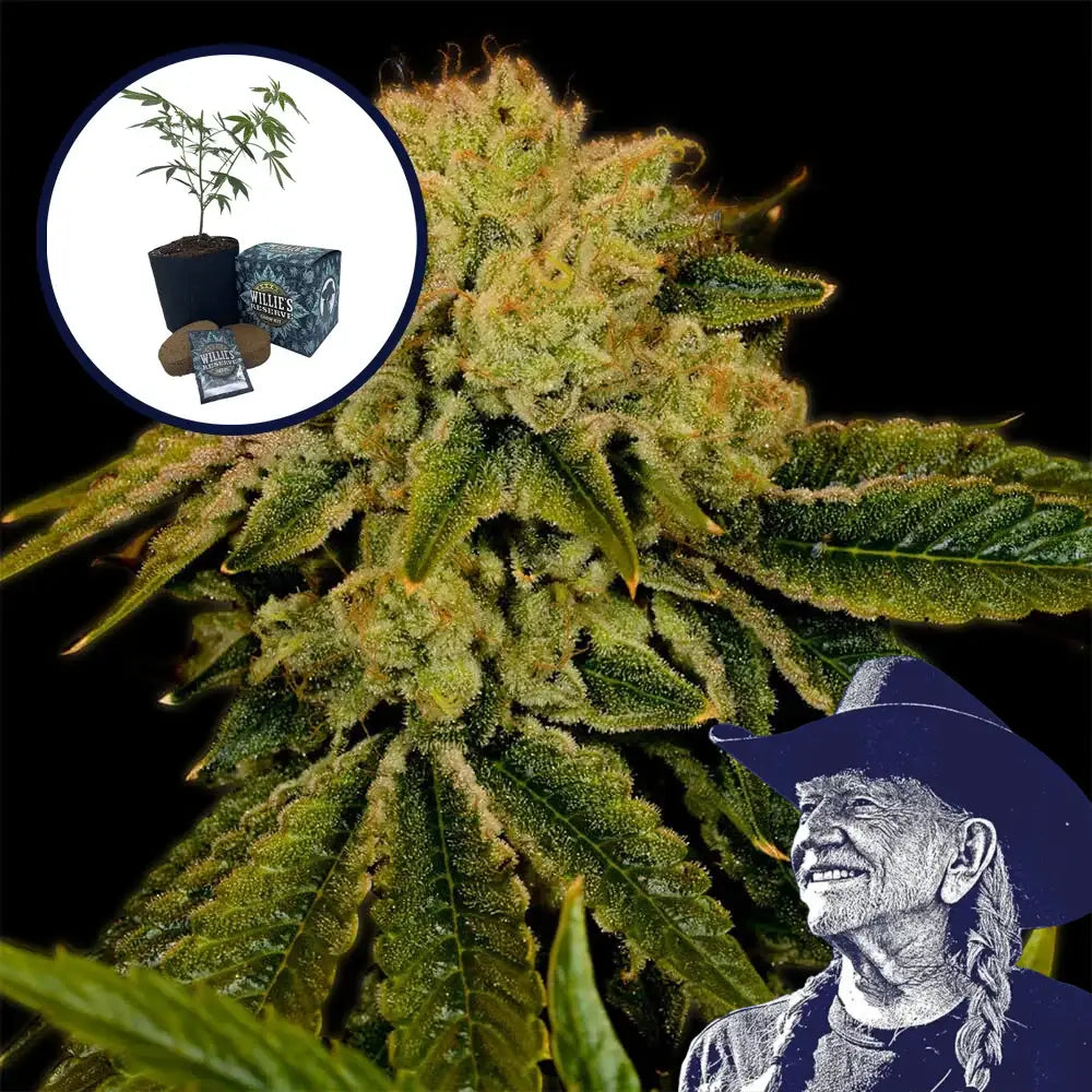 Space Cake High Yield Grow Kit