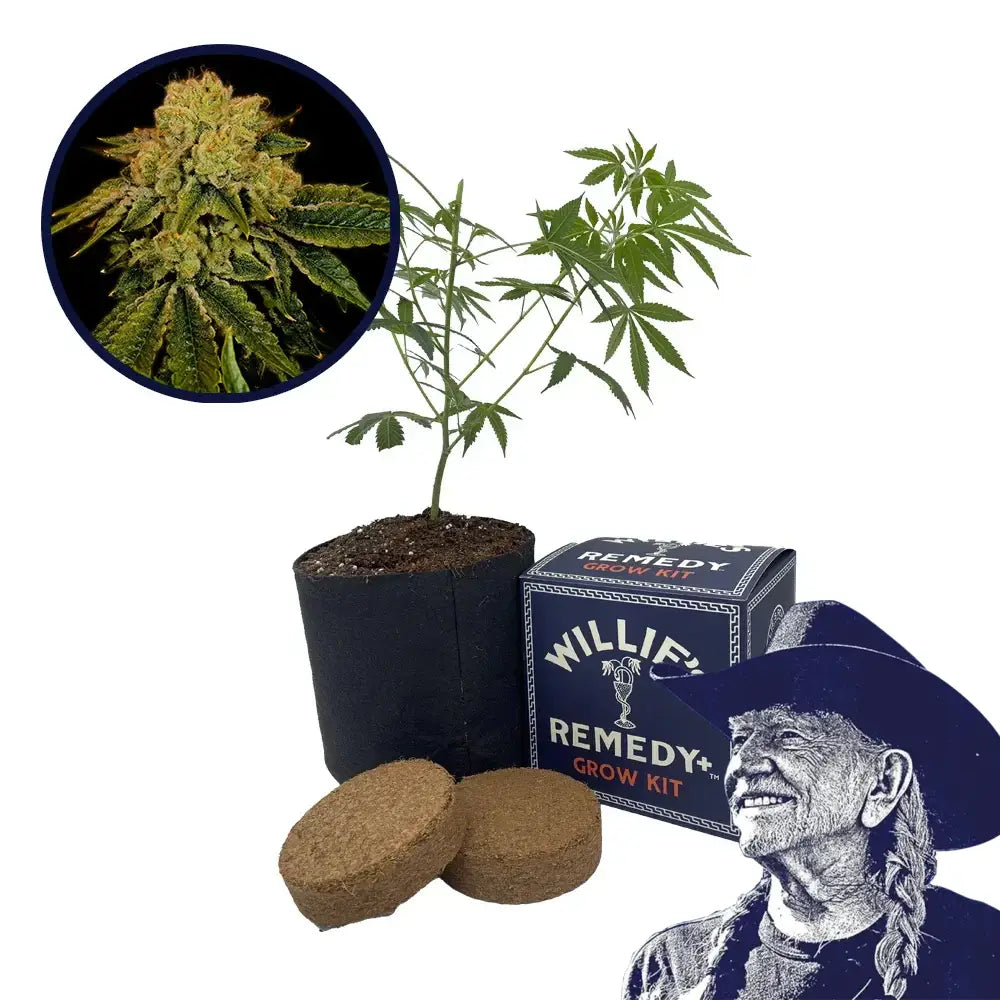 Space Cake Strain Grow Kit