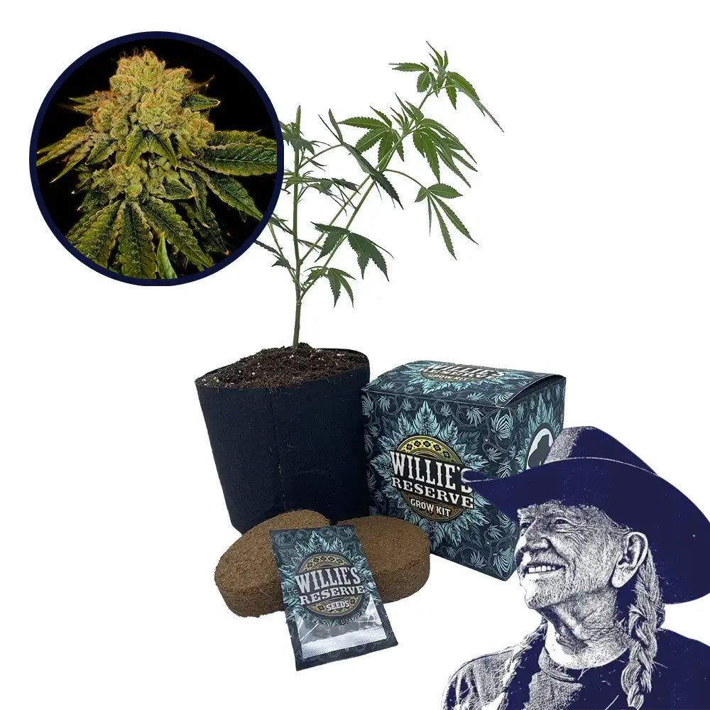 Space Cake Strain High Yield Grow Kit