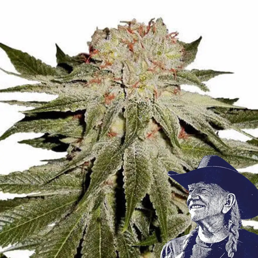 Stardawg Auto
