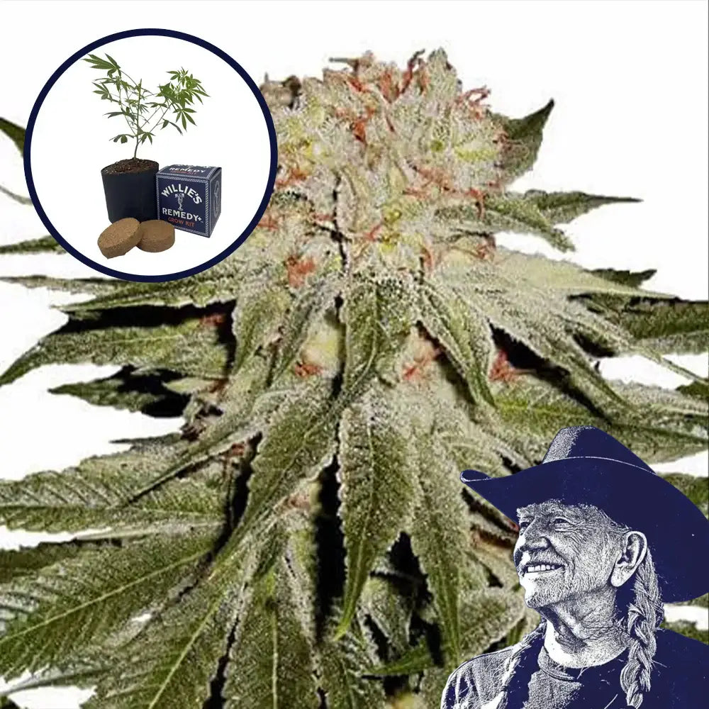 Stardawg Grow Kit