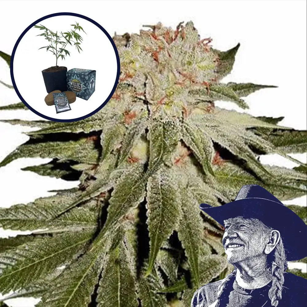 Stardawg High Yield Grow Kit