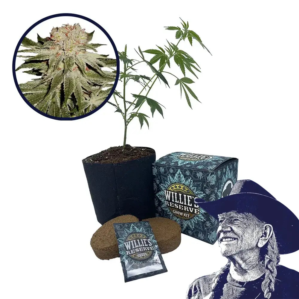Stardawg Strain High Yield Grow Kit