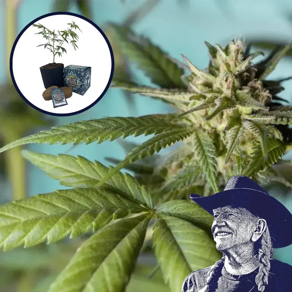 Strawberry Banana High Yield Grow Kit