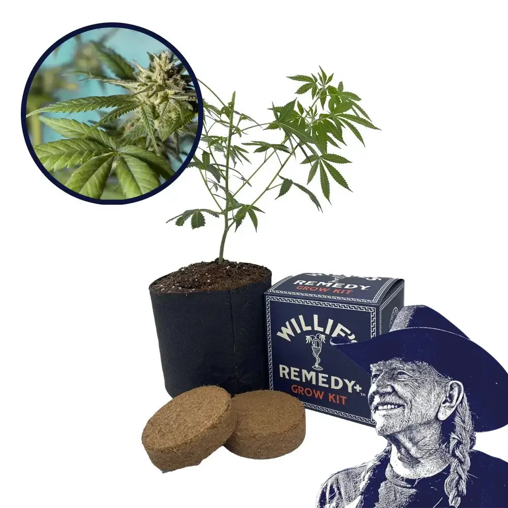 Strawberry Banana Strain Grow Kit
