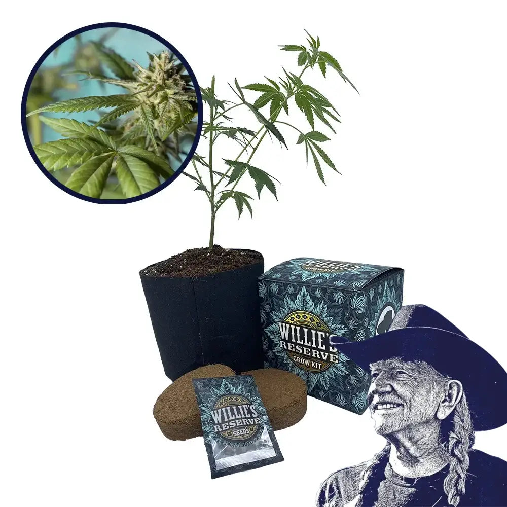 Strawberry Banana Strain High Yield Grow Kit