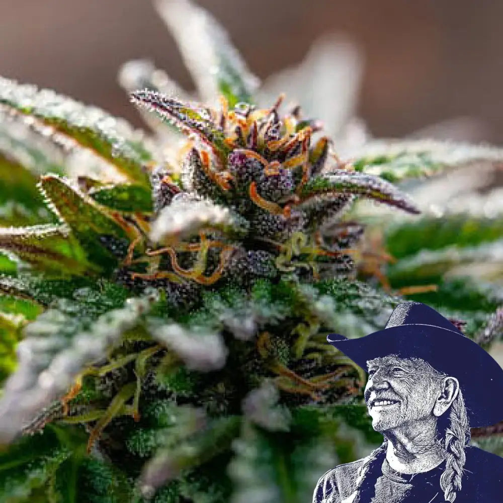 Strawberry Cough