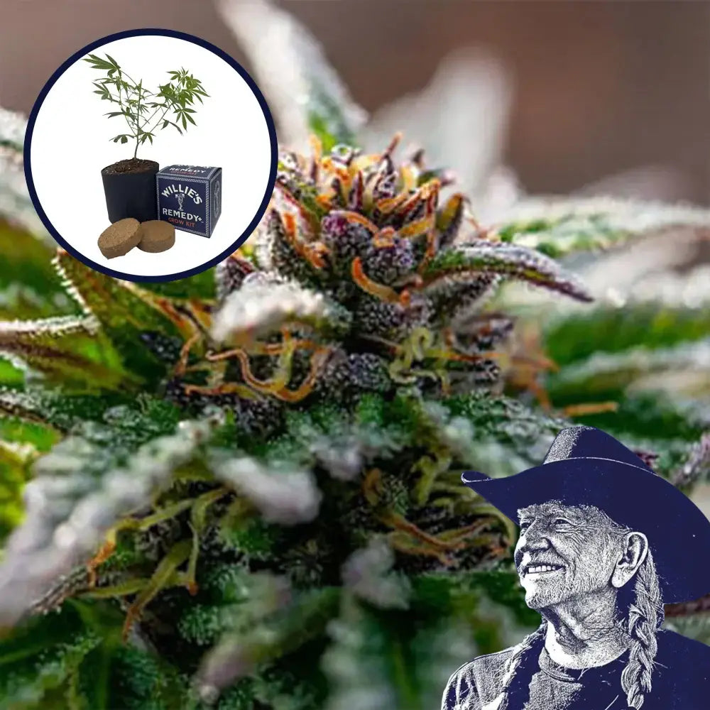 Strawberry Cough Grow Kit