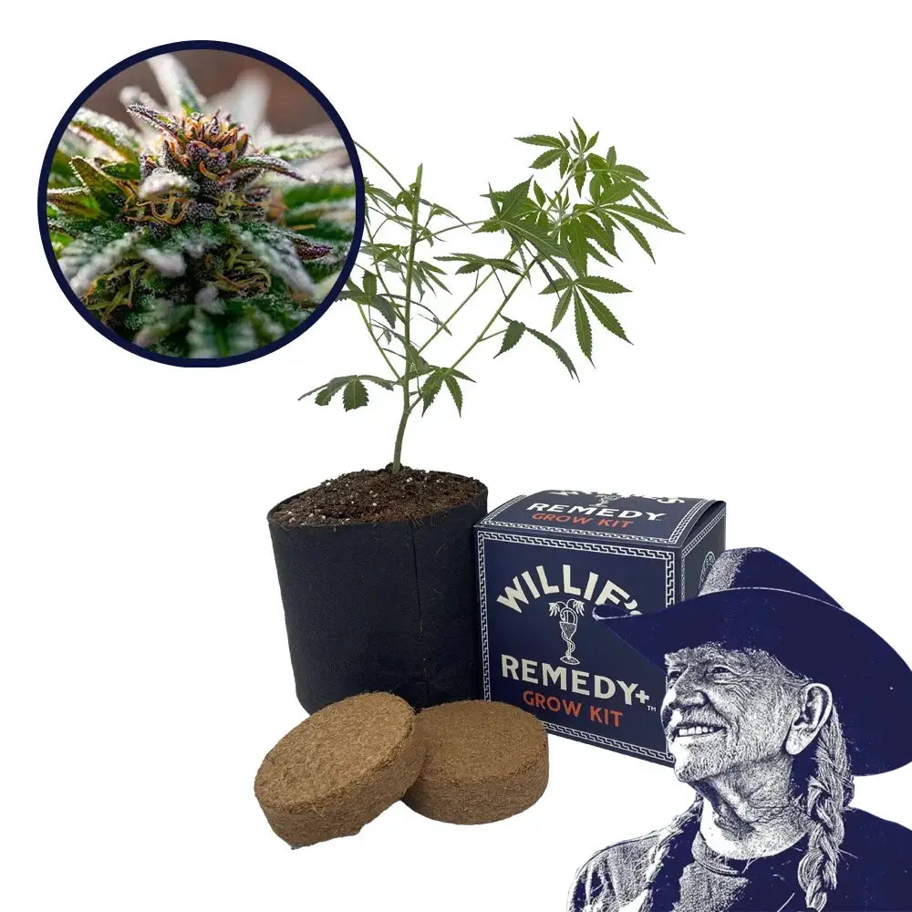 Strawberry Cough Strain Grow Kit