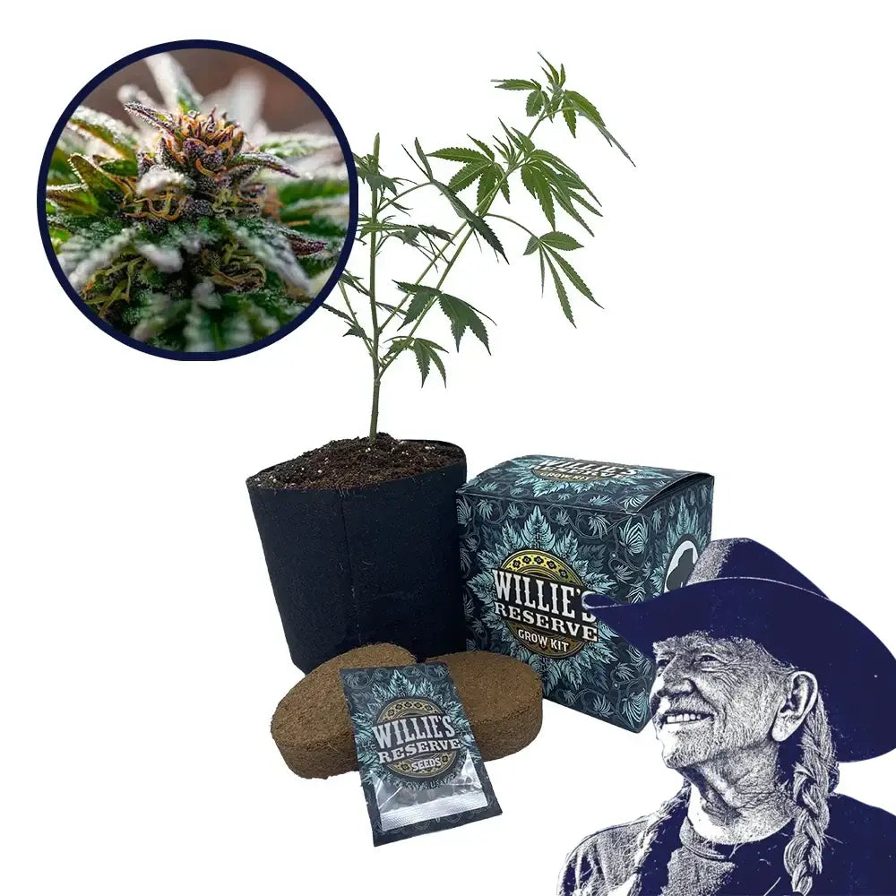 Strawberry Cough Strain High Yield Grow Kit