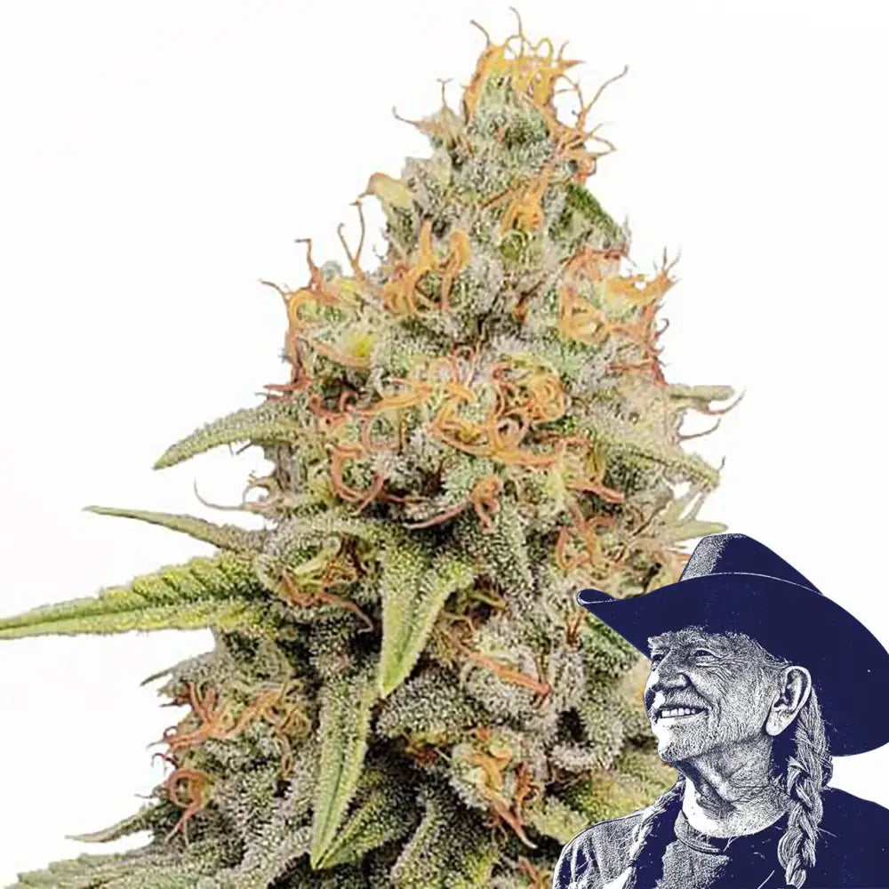Strawberry Kush Auto