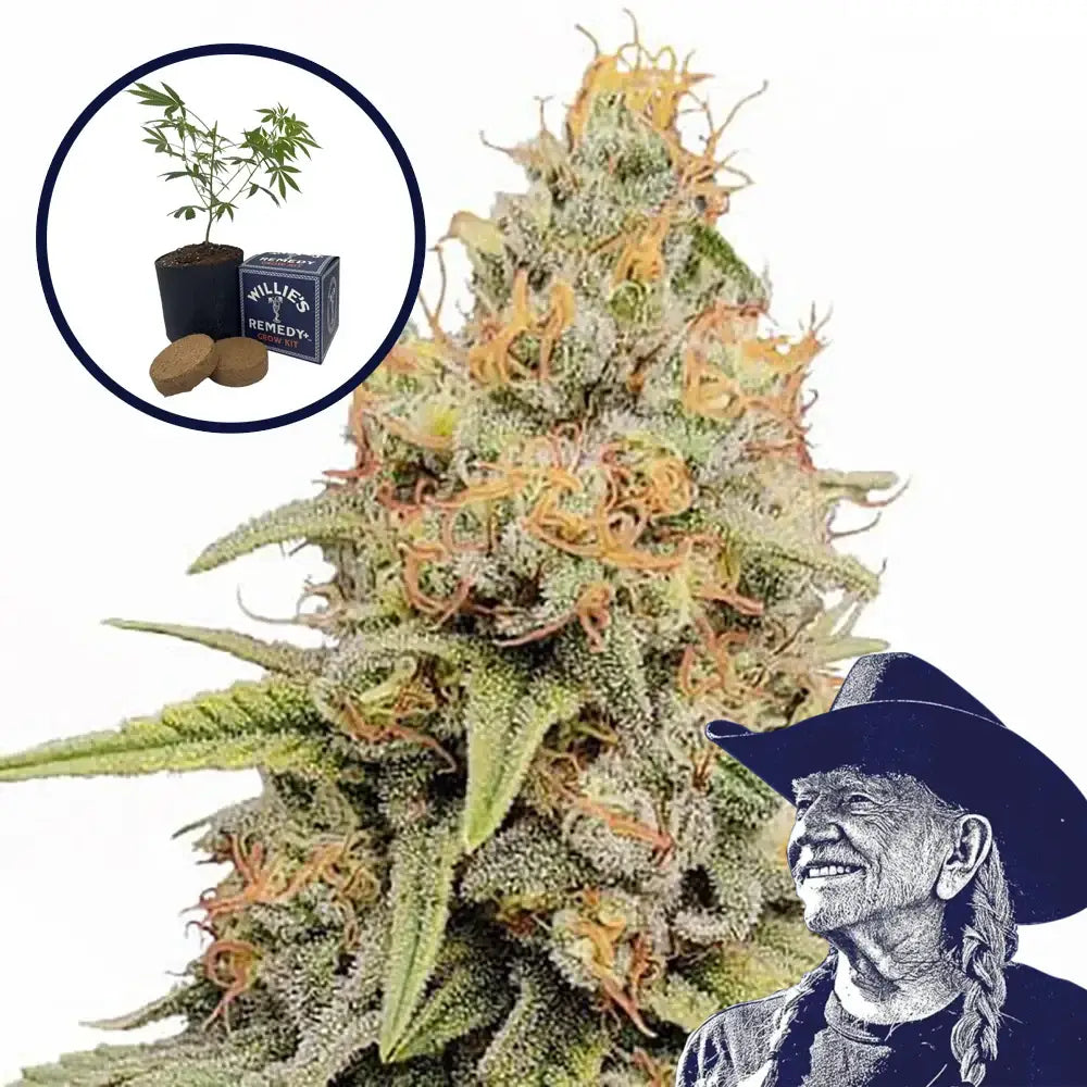 Strawberry Kush Grow Kit