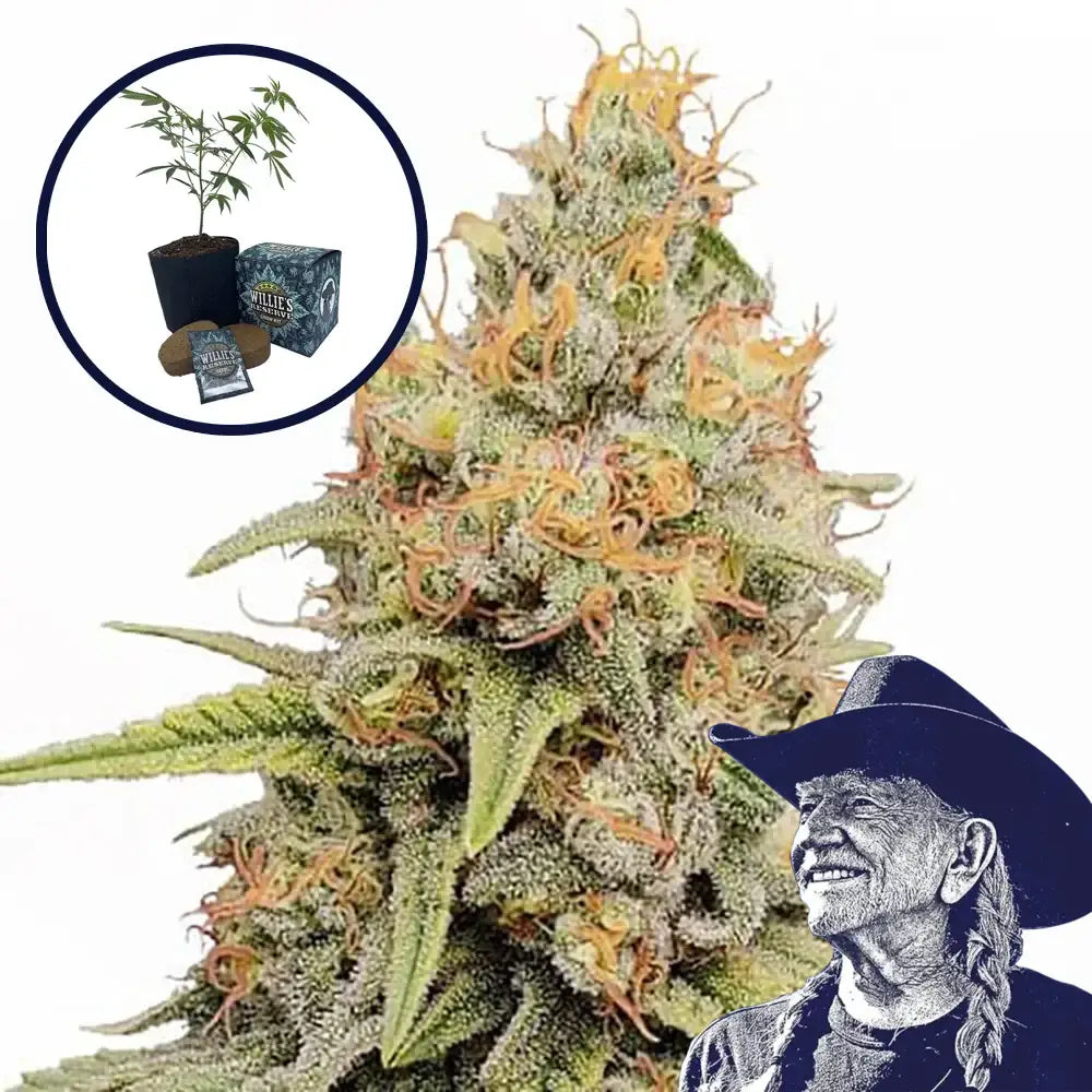 Strawberry Kush High Yield Grow Kit
