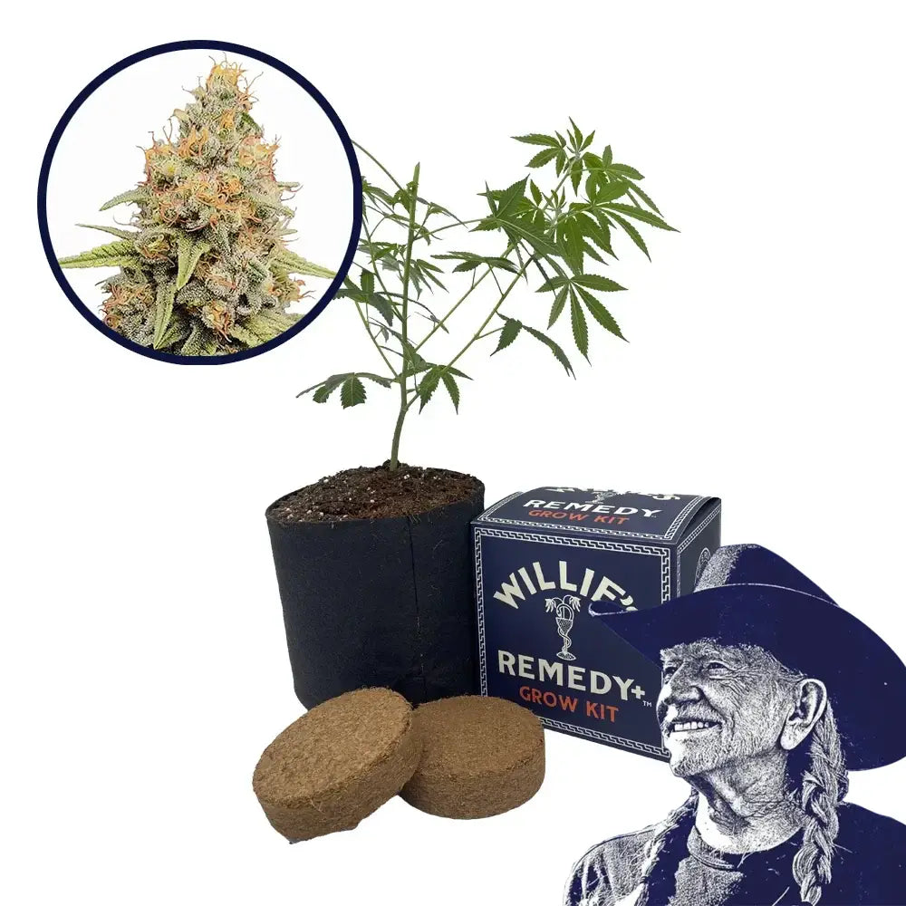Strawberry Kush Strain Grow Kit
