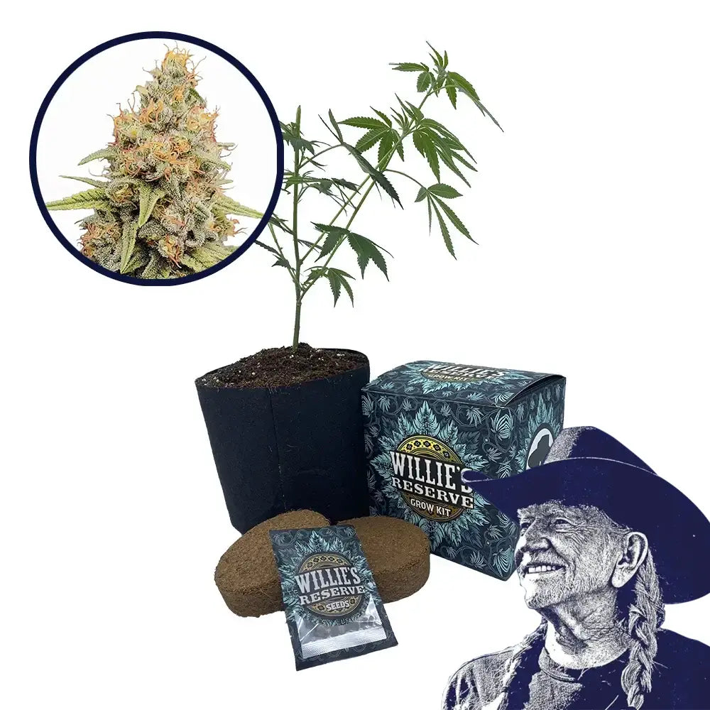 Strawberry Kush Strain High Yield Grow Kit