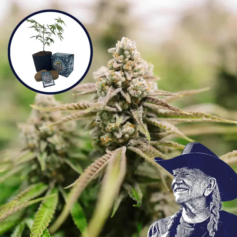 Strawberry Lemonade High Yield Grow Kit