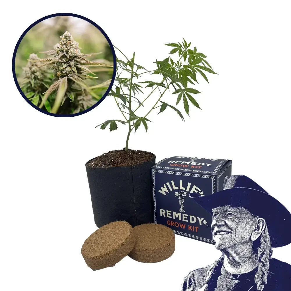 Strawberry Lemonade Strain Grow Kit