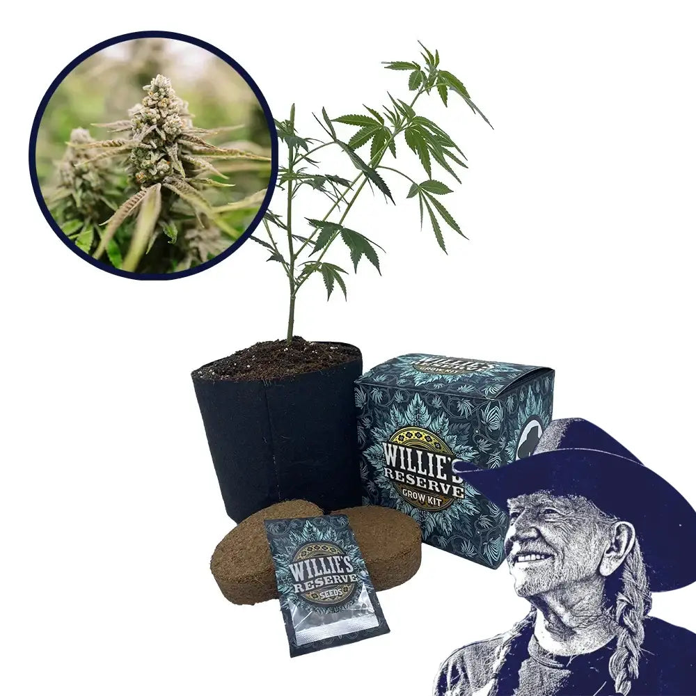 Strawberry Lemonade Strain High Yield Grow Kit