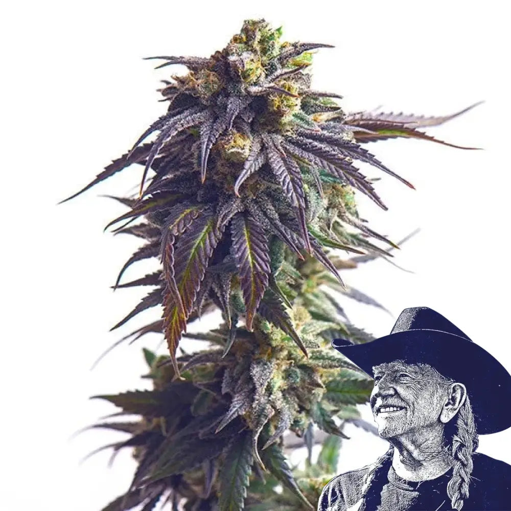 Sundae Driver