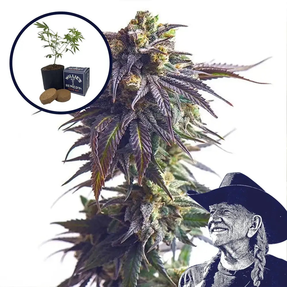 Sundae Driver Grow Kit