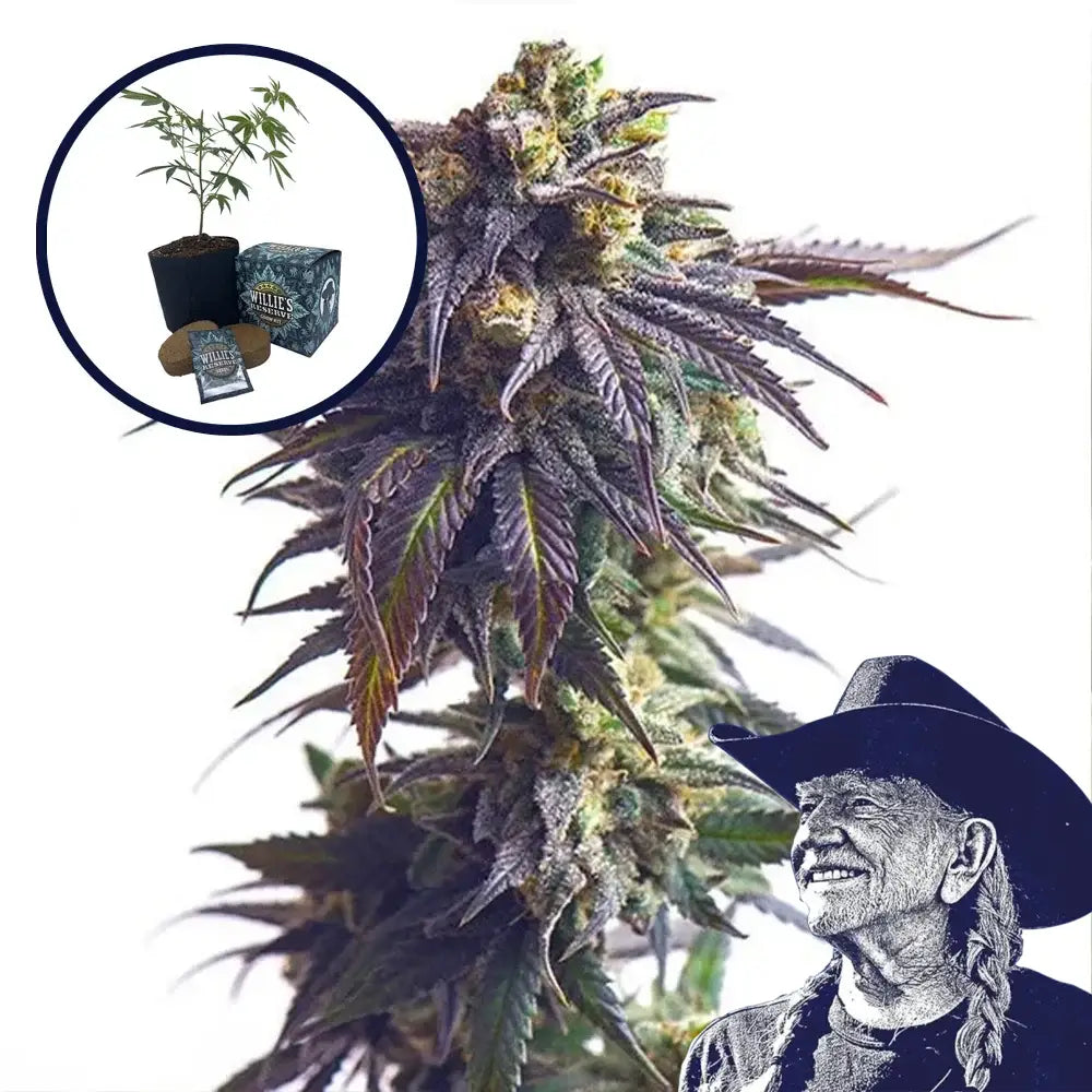 Sundae Driver High Yield Grow Kit