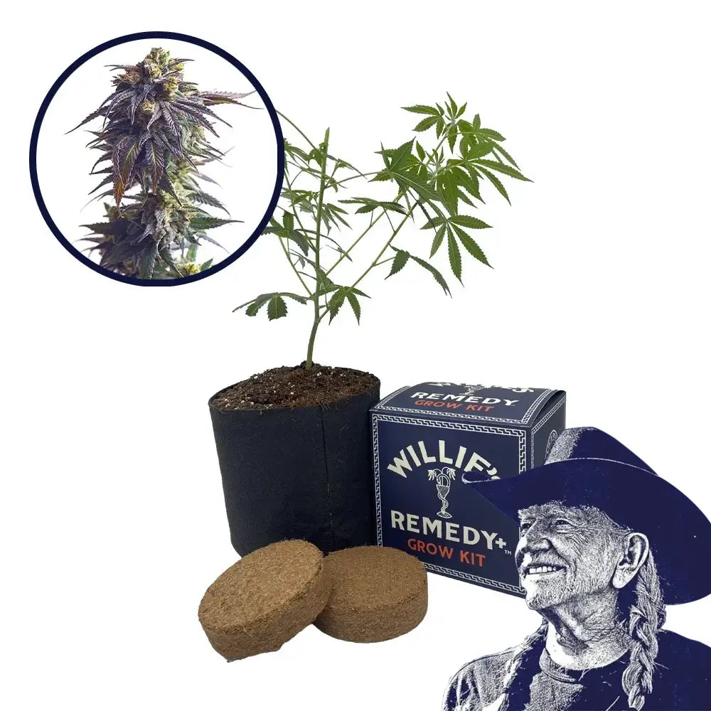 Sundae Driver Strain Grow Kit
