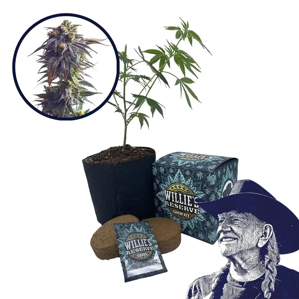 Sundae Driver Strain High Yield Grow Kit