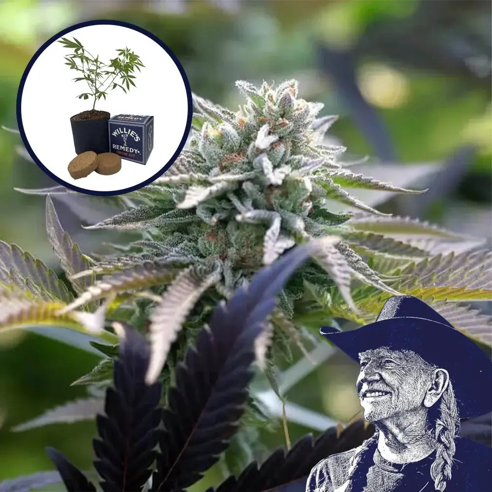Sunset Sherbet Grow Kit