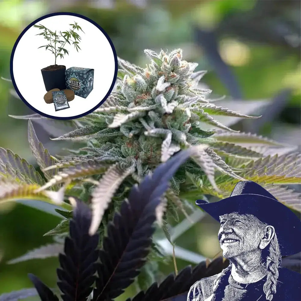 Sunset Sherbet High Yield Grow Kit