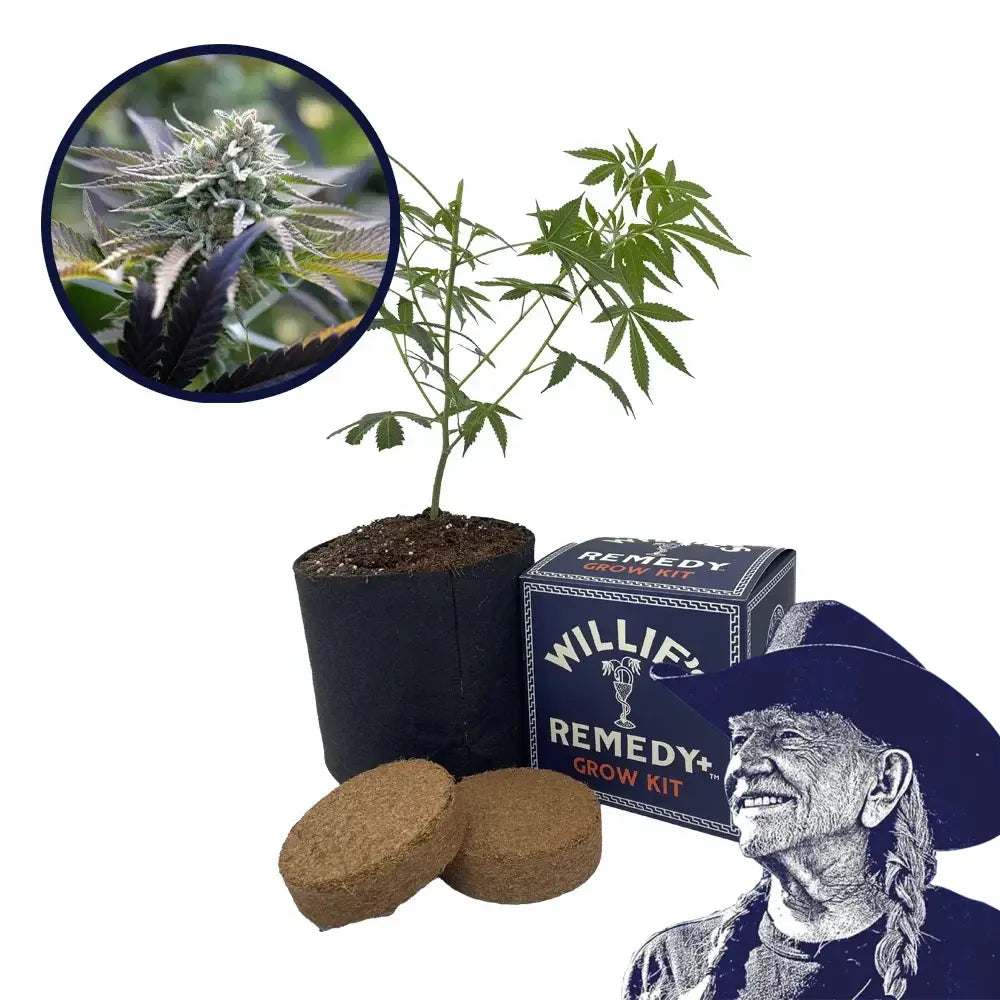 Sunset Sherbet Strain Grow Kit