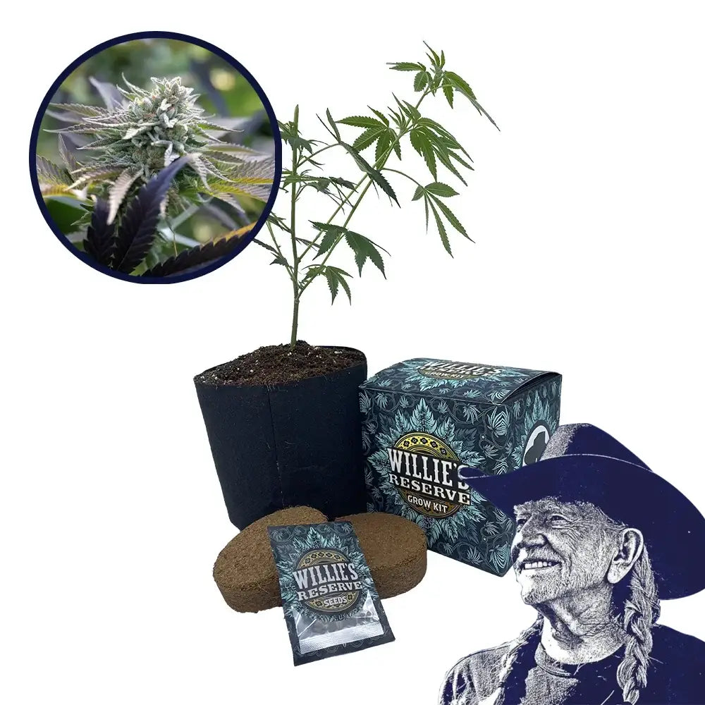 Sunset Sherbet Strain High Yield Grow Kit