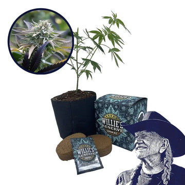 Sunset Sherbet Strain High Yield Grow Kit