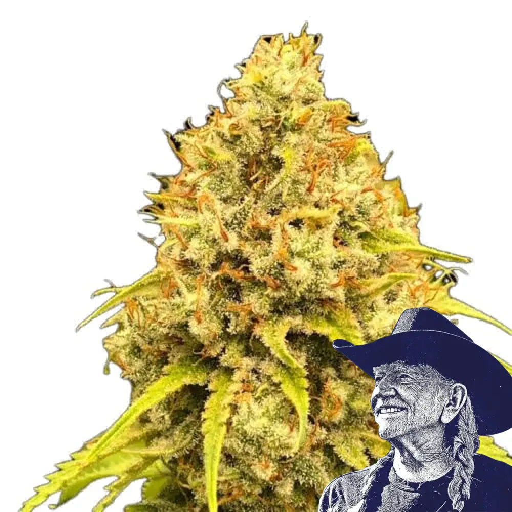 Super Lemon Haze Auto