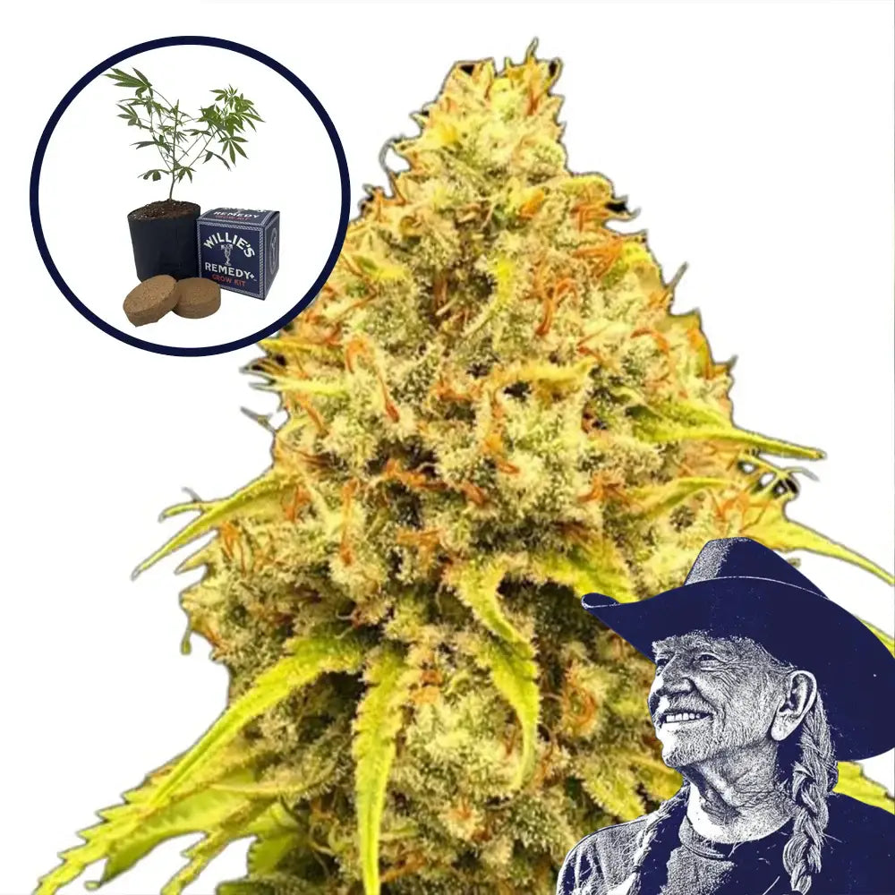 Super Lemon Haze Grow Kit
