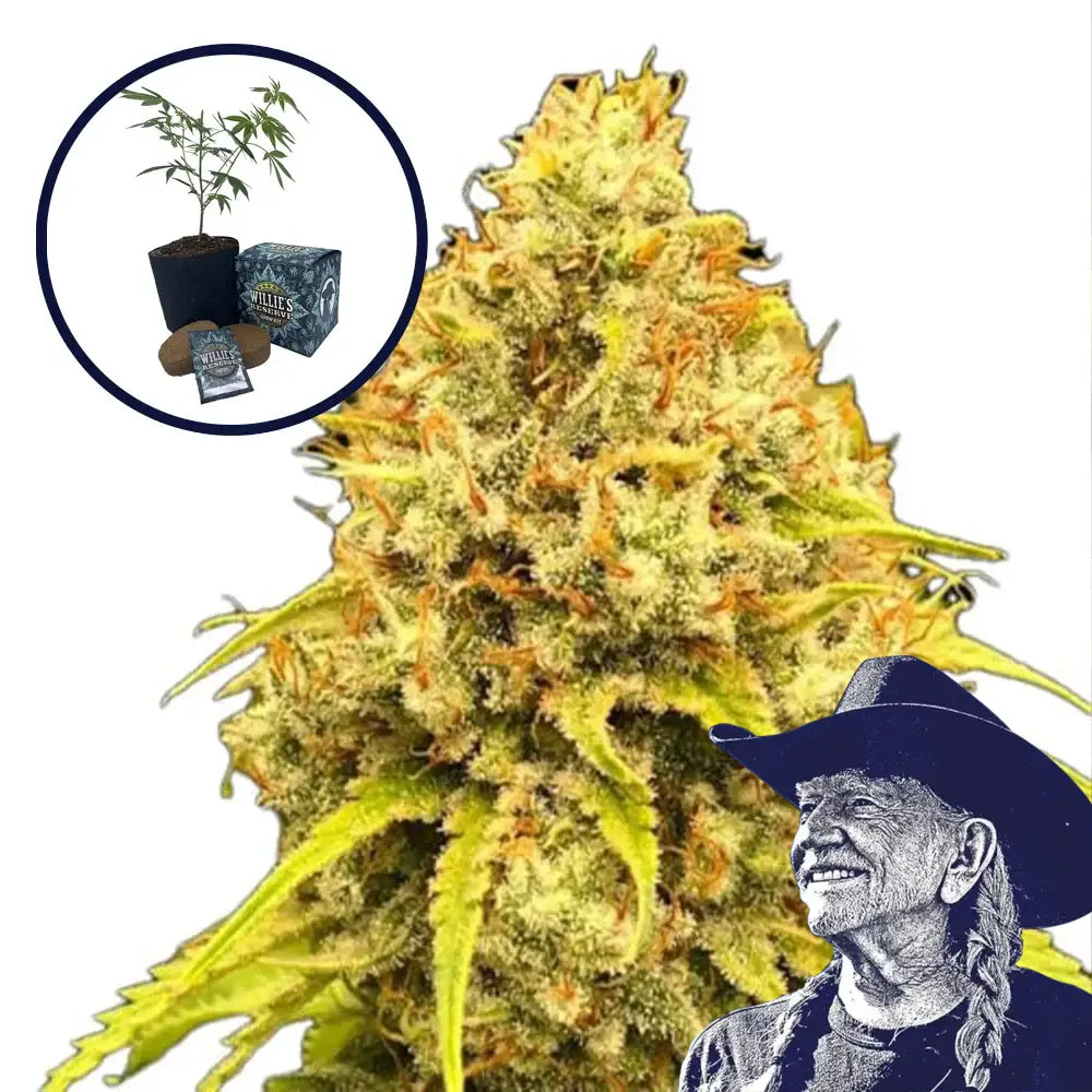 Super Lemon Haze High Yield Grow Kit