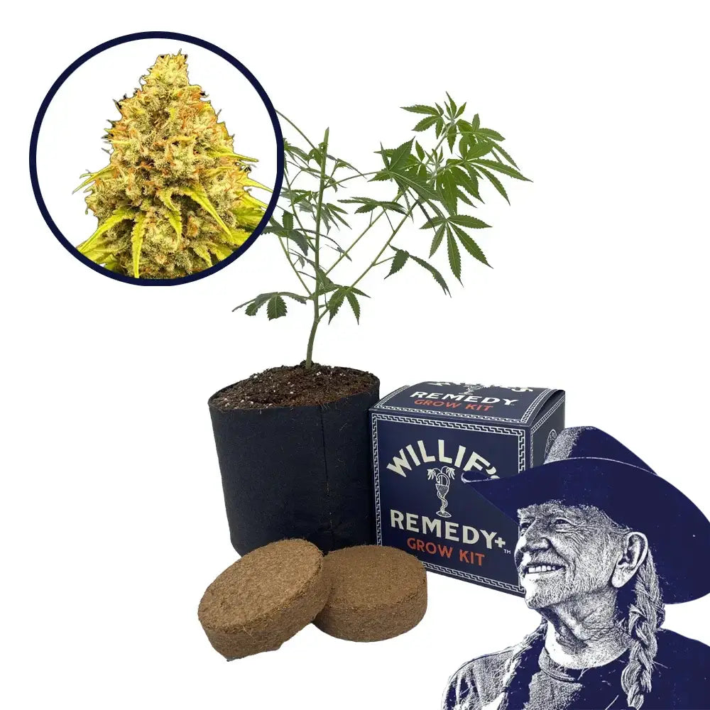 Super Lemon Haze Strain Grow Kit (THCA)